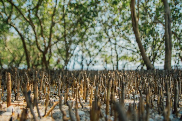 Foto nivel de superficie de los árboles en el campo