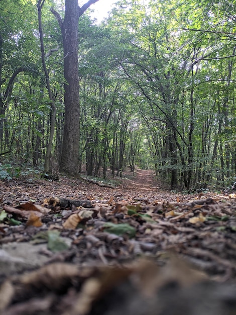 Foto nivel de superficie de árboles y plantas en el bosque