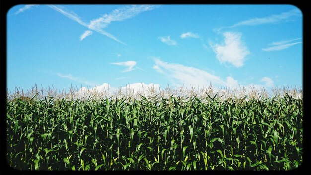 Foto nivel de la superficie del campo frente al cielo