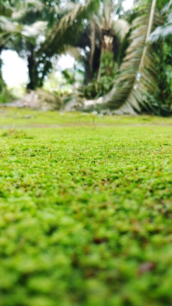 Foto nivel de superficie del campo de hierba en el parque