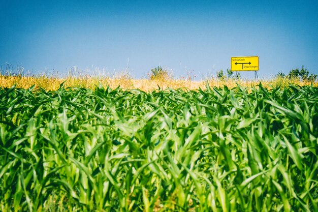 Foto el nivel de la superficie del campo de maíz contra un cielo despejado