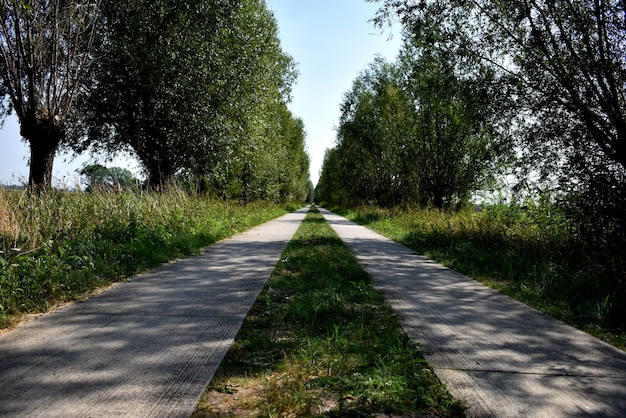 Nivel de la superficie de la carretera a lo largo de los árboles