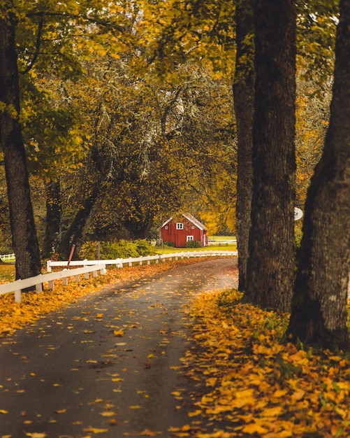 Nivel de la superficie de la carretera en medio de árboles durante el otoño