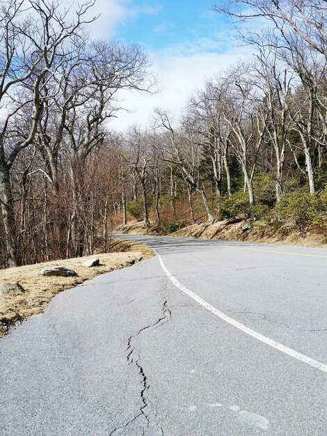 Foto nivel de superficie de la carretera vacía a lo largo de árboles desnudos