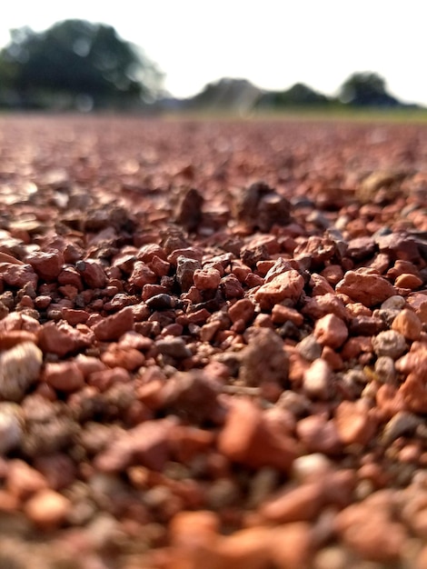 Foto nivel de superficie del maíz en el campo contra el cielo