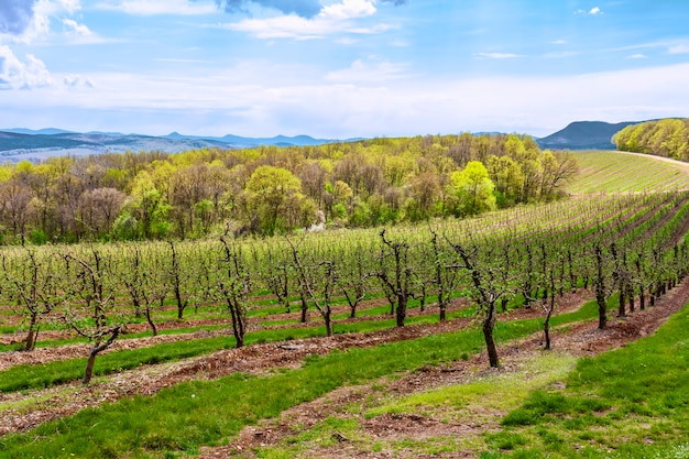 No altiplano, na encosta da montanha, árvores frutíferas, pomar de macieiras