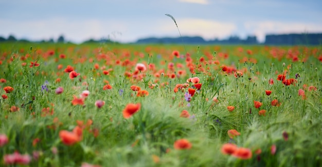 No campo crescem papoilas vermelhas em plena floração. Fundo desfocado