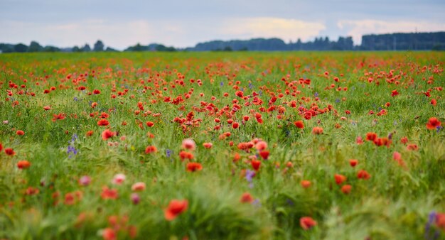 No campo crescem papoilas vermelhas em plena floração. Fundo desfocado