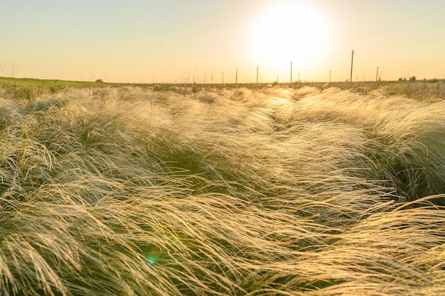 No campo da grama de penas de grama verde na estepe à noite ao pôr do sol na primavera