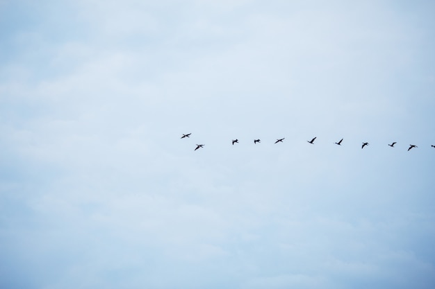 No céu azul de outono pássaros voando rebanho em uma fileira