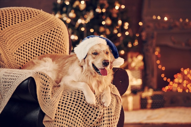 No chapéu de Papai Noel Cute Golden retriever em casa comemorando o ano novo e o natal