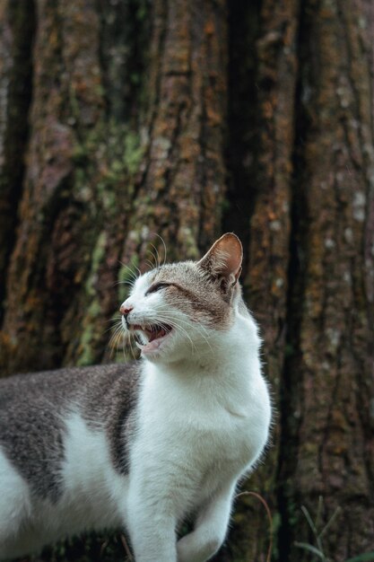 No enfoque y foto de imagen de ruido de un gato jugando en el parque cerca de un gato