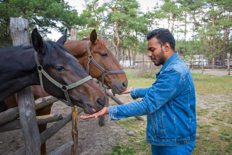 Foto no estábulo, um árabe alimenta de açúcar dois cavalos.