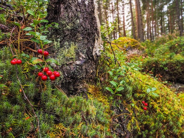 No fundo da floresta. Floresta chuvosa com cranberries bagas. Bagas silvestres crescem nas antigas trincheiras do pós-guerra.