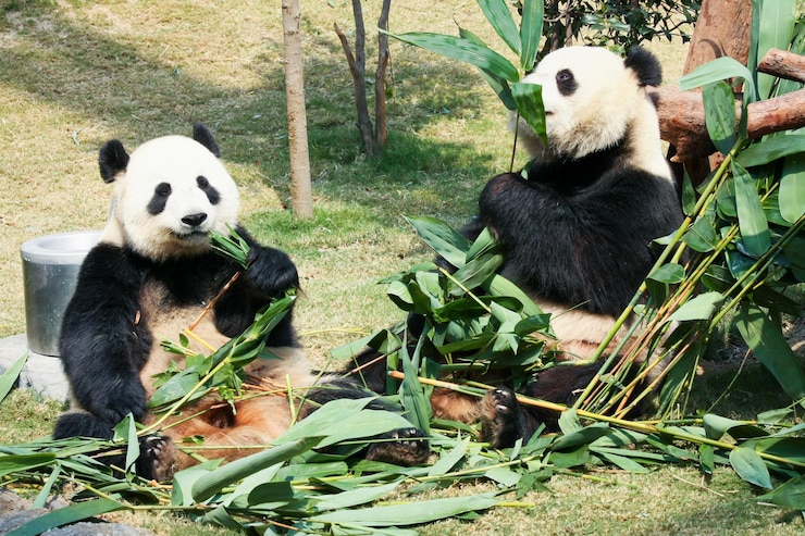 Foto no hay humanos al aire libre planta de panda medios tradicionales