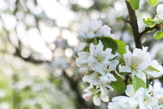 No início da primavera, a macieira florida com flores brancas brilhantes