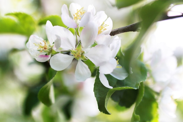 No início da primavera, a macieira florida com flores brancas brilhantes