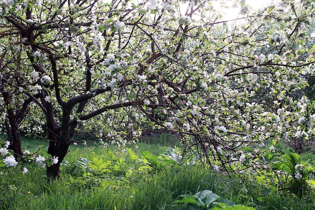 No início da primavera, a macieira florida com flores brancas brilhantes