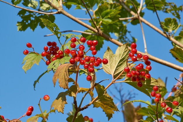 No jardim da casa de campo amadurecem cachos de viburnum. Verão de 2021.