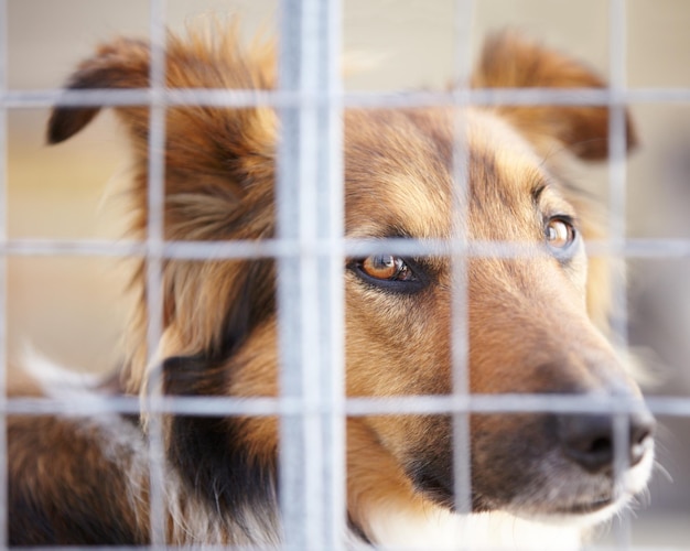 No me des esos ojos de cachorrito Un perro confinado en una jaula en la perrera