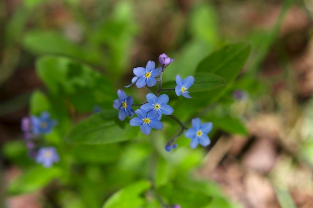 no me olvides flores en el bosque de primavera con vista superior