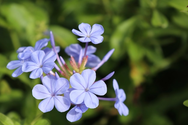 no me olvides flores