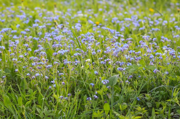 No me olvides de las plantas Pequeñas flores que florecen en el jardín de primavera