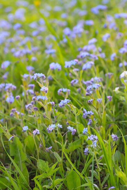 No me olvides de las plantas Pequeñas flores que florecen en el jardín de primavera