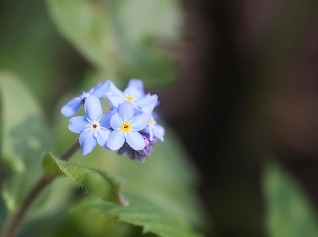 No me olvides de las plantas Pequeñas flores que florecen en el jardín de primavera