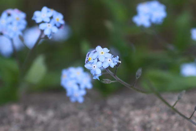 No me olvides de las plantas Pequeñas flores que florecen en el jardín de primavera