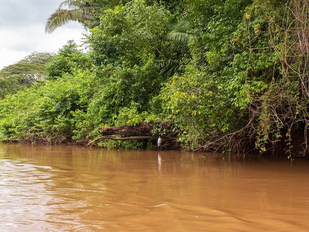 No norte da Costa Rica, o rio frio serpenteia através da paisagem.