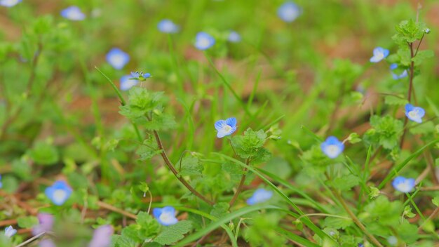 No olvides las flores con hojas verdes brillantes pequeñas flores azules no olvides en el prado de primavera