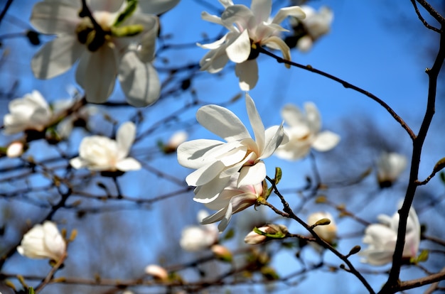 No parque, no jardim dia ensolarado de primavera, flores de magnólia.