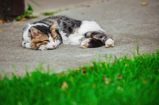 No pátio da casa em um caminho de concreto encontra-se um gato de quintal e se aquece ao sol