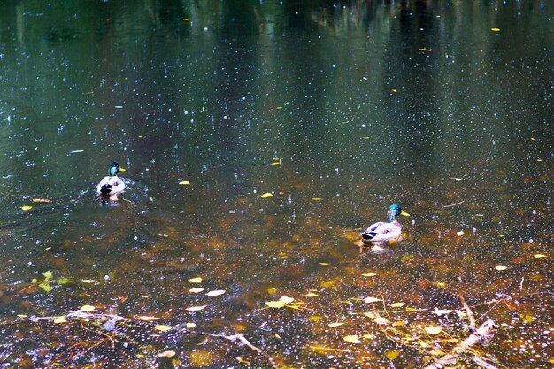 No rio durante a chuva no outono nadam patos