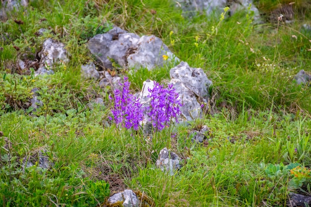 No topo das montanhas crescem lindas flores.