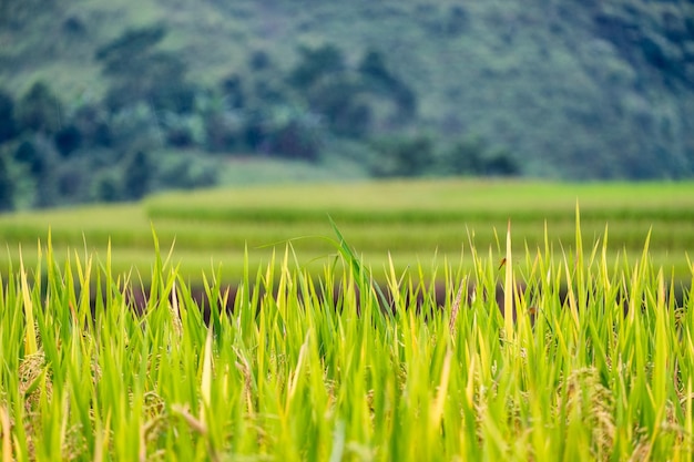 No topo do campo de arroz no vale no fundo natural