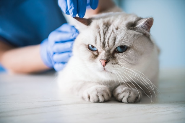 Foto no veterinário