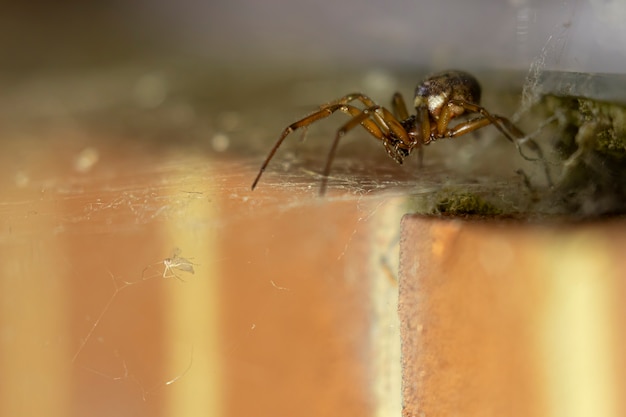 Noble araña viuda falsa persiguiendo a su presa atrapada en la telaraña