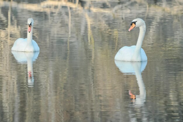 Nobre Cisne Branco