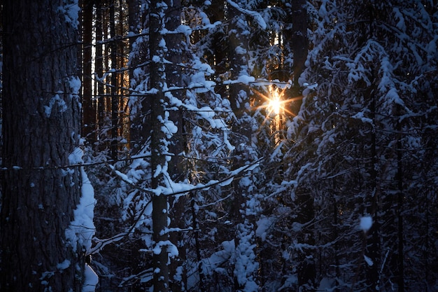 Por la noche en el bosque oscuro, Navidad.