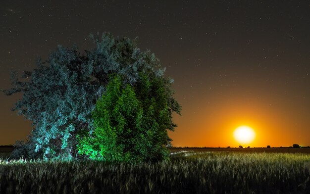 Noche en campo. Solo árbol en el campo y la luna