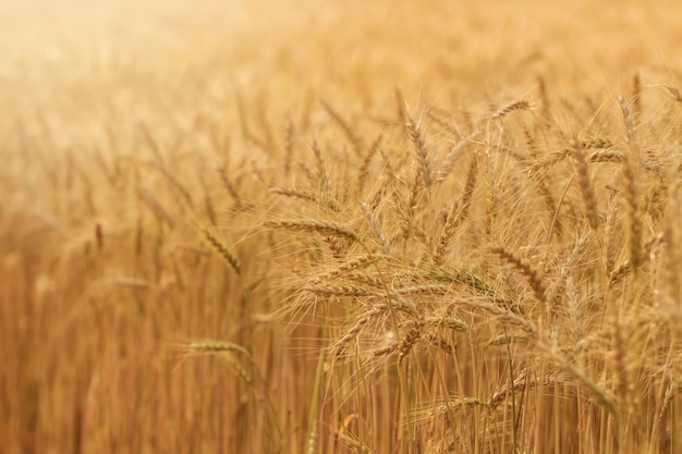 Por la noche campos de luz de cebada