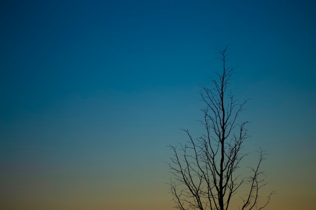 Noche cielo azul oscuro al atardecer con una silueta de árbol solitario