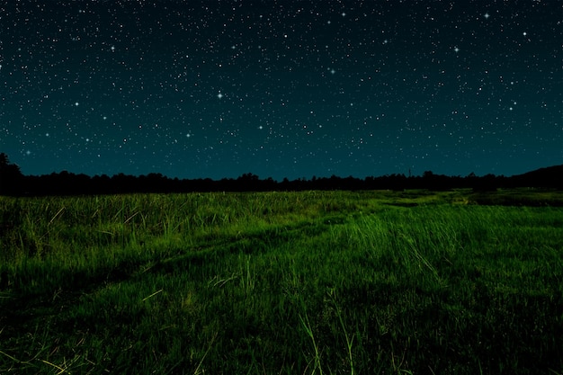 noche estrellada en pastizales