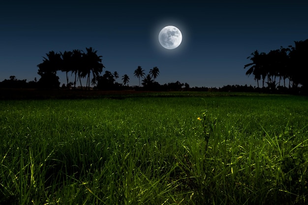 Noche de luna sobre campo verde