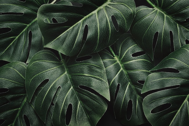 Noche mística dramática selva y hojas de monstera y patrón de diseño en bosque tropical cambiante