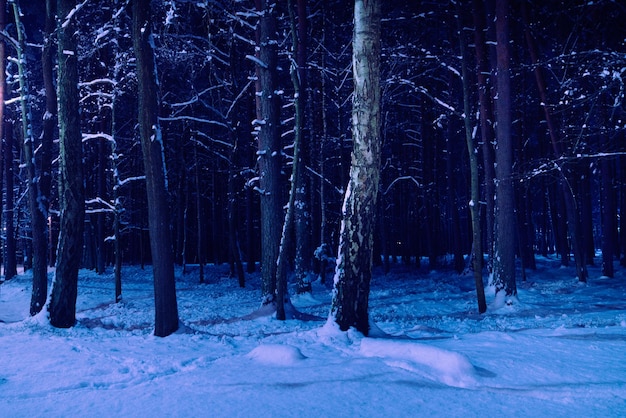 Noche oscura en el bosque de madera de invierno