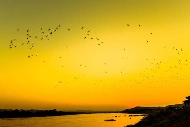 La noche del río de la puesta del sol de la silueta con las aves que vuelan de la multitud sobre el cielo amarillo del lago / la puesta del sol Asia del río Mekong