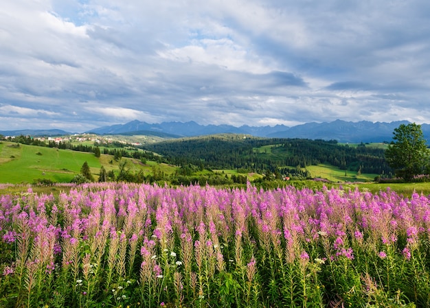 Noche de verano en las afueras de la aldea de montaña con flores rosadas en la parte delantera y detrás de la gama de Tatra